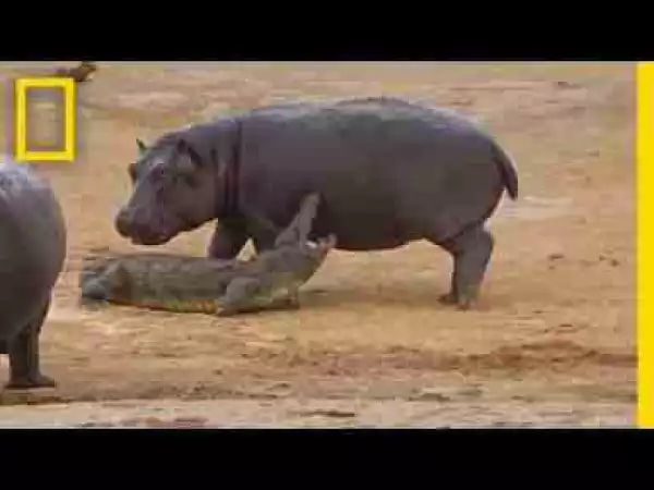 Video: Young Hippo Tries to Play With Crocodile | Nation